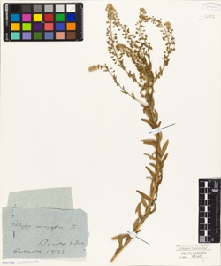 Thlaspi campestre L.