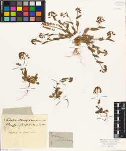 Thlaspi perfoliatum L.W.