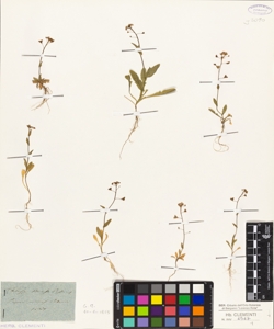 Thlaspi bursa-pastoris