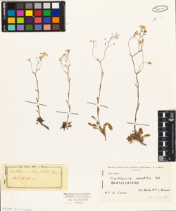 Cochlearia saxatilis Del.