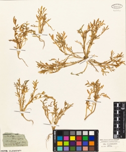 Cochlearia coronopus