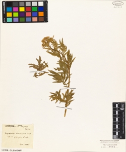 Sisymbrium tanacetifolium