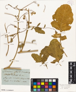 Sinapsis arvensis L.W.