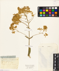 Isatis tinctoria L.