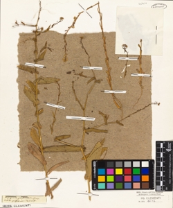 Myagrum perfoliatum Linn.