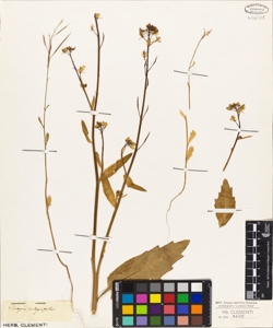 Sinapis integrifolia