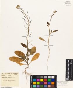 Diplotaxis patula Lchm.