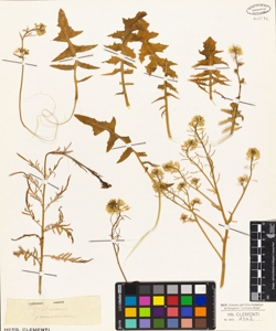 Sisymbrium pannonicum