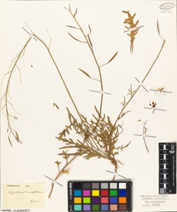 Sisymbrium tenuifolium