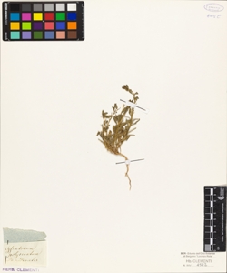 Sisymbrium polyceratium