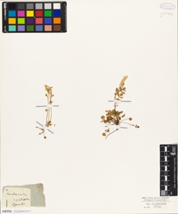 Cardamine resedifolia
