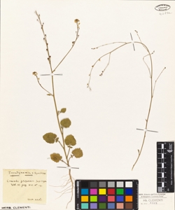 Crambe filiformis Jacq.