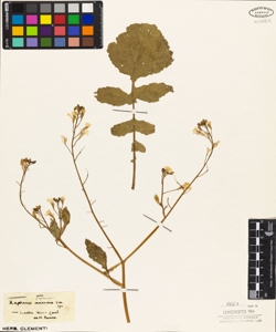 Raphanus maritimus Sm.