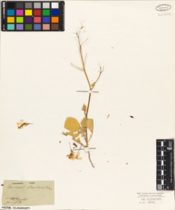 Raphanus raphanistrum