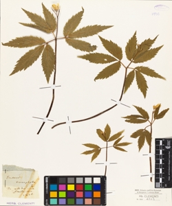 Dentaria enneaphylla L.