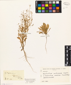 Nasturtium camelinae F. M.