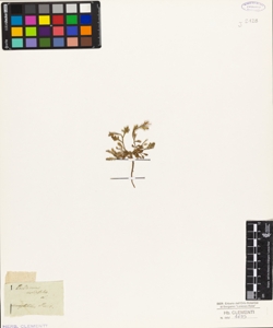 Cardamine resedifolia L.