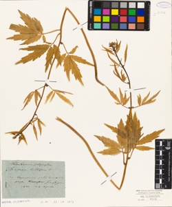 Dentaria bulbifera L.