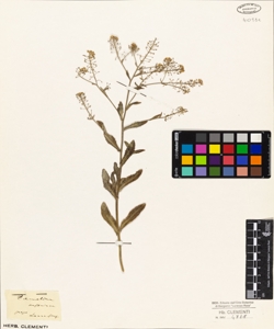 Camelina austriaca