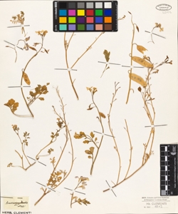 Ricotia aegyptica Linn.