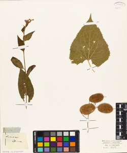 Lunaria rediviva
