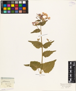 Lunaria annua