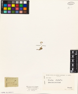 Draba stellata Jacq.