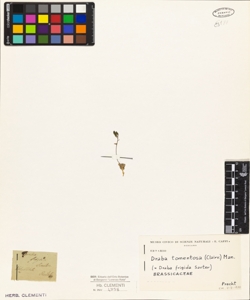 Draba frigida Sauter