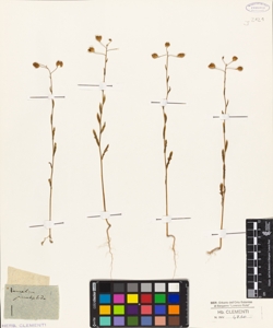 Camelina pinnatifida