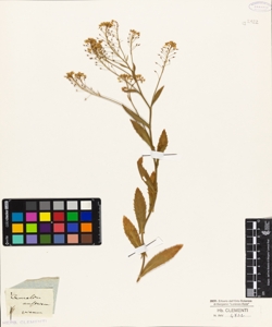 Camelina austriaca