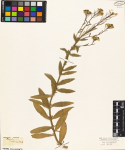 Erysimum cheiranthus