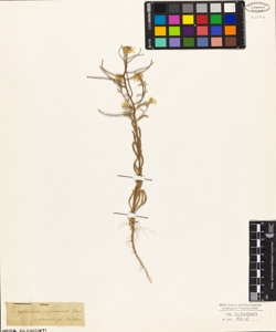 Erysimum repandum Jacq.