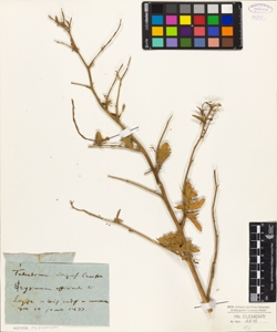 Erysimum officinale L.