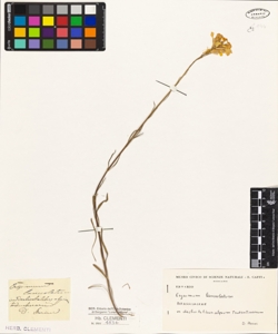 Erysimum lanceolatum