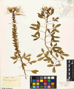 Cleome uniglandulosa