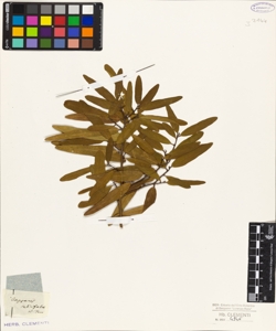 Capparis salicifolia