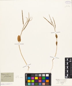 Conringia perfoliata