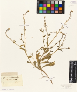 Bunias cochlearioides