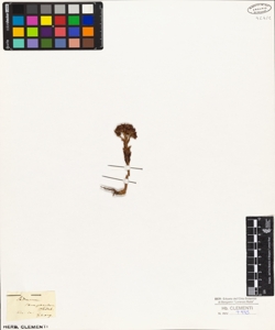 Sedum sempervivum Ledeb.