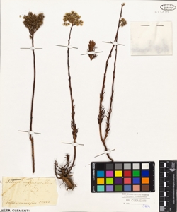 Sedum rufescens Ten.