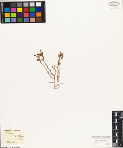 Sedum magellense Ten.