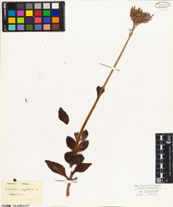 Cotyledon aegyptiaca