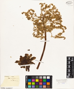 Sempervivum arboreum