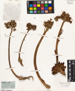 Sempervivum tectorum