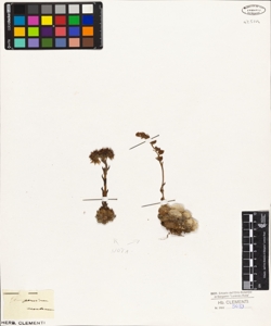 Sempervivum montanum