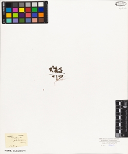 Crassula globulifolia Moris