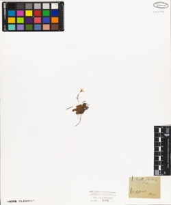 Saxifraga stellaris L.