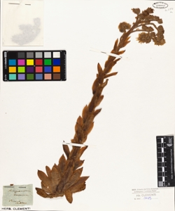 Sempervivum tectorum