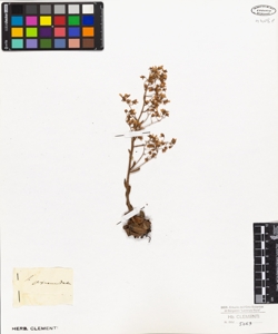 Saxifraga pyramidata