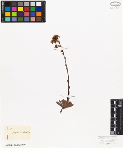 Saxifraga pyramidalis